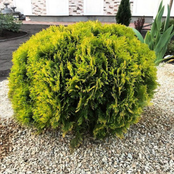 Туя западная «Мириам» (Thuja occidentalis 'Mirjam')