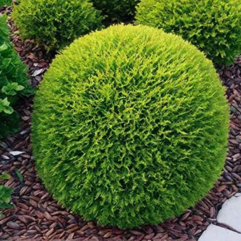 Туя западная «Тини Тим» (Thuja occidentalis 'Tiny Tim')