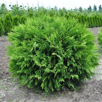 Туя западная «Вудварди» (Thuja occidentalis 'Woodwardii')