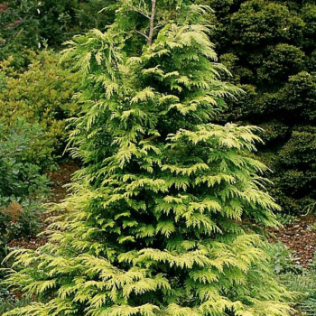 Туя складчатая «Зебрина» (Thuja plicata 'Zebrina')