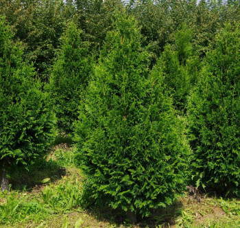 Туя складчатая «Кан-Кан» (Thuja plicata 'Can-Can')
