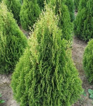 Туя западная «Смарагд Витбонт» (Thuja occidentalis 'Smaragd Witbont')