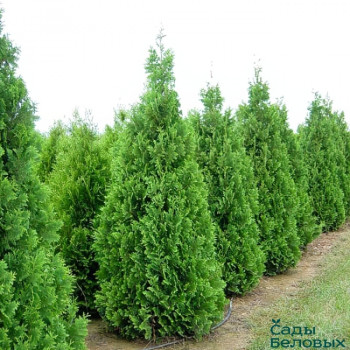 Туя западная «Спиралис» (Thuja occidentalis 'Spiralis')