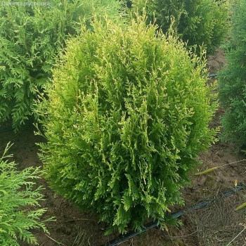 Туя западная «Столвик» (Thuja occidentalis 'Stolwijk')