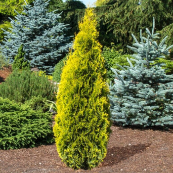 Туя западная «Янтарь» (Thuja occidentalis 'Jantar')