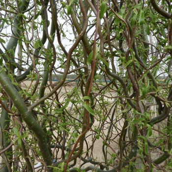 Ива извилистая (Salix, twisted-branch forms)