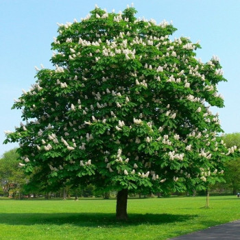 Конский каштан обыкновенный (Aesculus hippocastanum)