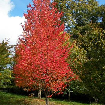 Клён красный «Сканлон» (Acer rubrum 'Scanlon')