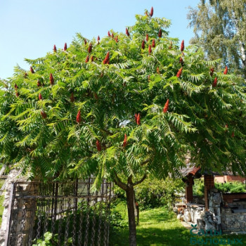 Сумах (Rhus)