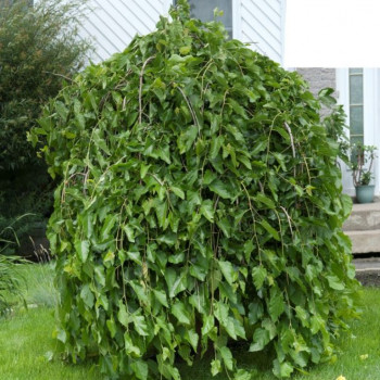 Шелковица белая «Пендула» (Morus alba 'Pendula')