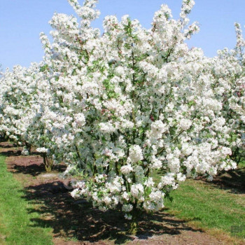 Яблоня декоративная «Эверест» (Malus 'Evereste')