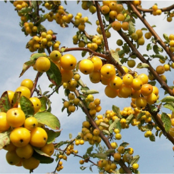 Яблоня декоративная «Голден Хорнет» (Malus 'Golden Hornet')
