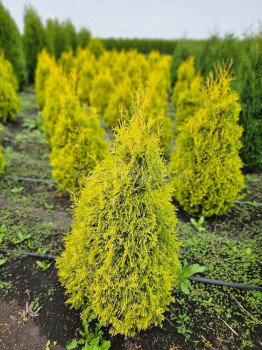 Туя западная «Голден Энн» (Thuja occidentalis 'Golden Anne')