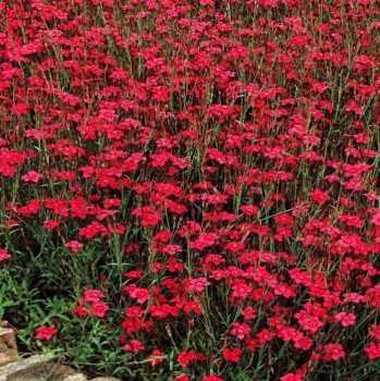 Гвоздика травянка (Dianthus deltoides)