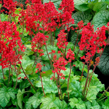 Гейхера кроваво-красная (Heuchera sanguinea)