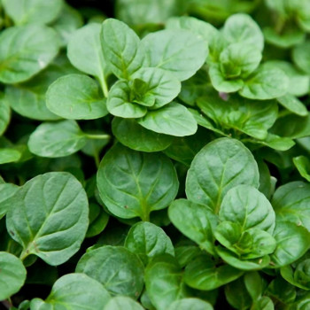 Мята лимонная (Mentha × piperita f. citrata)