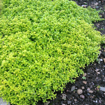 Тимьян ползучий «Ауреус» (Thymus serpyllum)