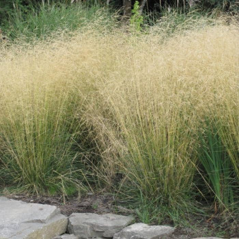 Щучка дернистая (Deschampsia cespitosa)