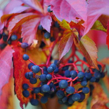 Виноград девичий (Parthenocissus)