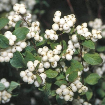 Снежноягодник белый (Symphoricarpos albus)
