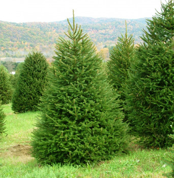 Ель европейская (Picea abies)