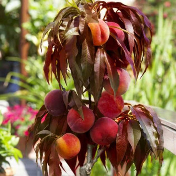Персик «Бургунди» (Prunus persica)