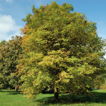 Ясень обыкновенный (Fraxinus excelsior)