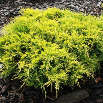 Можжевельник средний «Голд Стар» (Juniperus × pfitzeriana 'Gold Star')