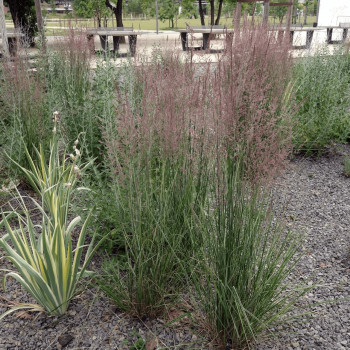 Вейник остроцветковый «Овердам» (Calamagrostis × acutiflora 'Overdam')