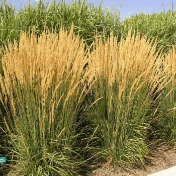 Вейник остроцветковый «Карл Форстер» (Calamagrostis × acutiflora 'Karl Foerster')