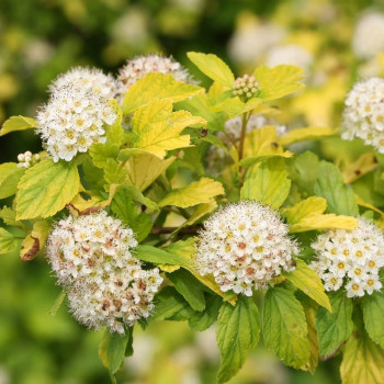 Пузыреплодник калинолистный "Nugget"