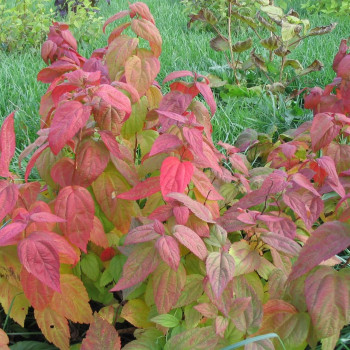Спирея японская «Макрофилла» (Spiraea japonica 'Macrophylla')
