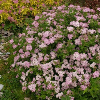 Спирея японская "Little Princess"