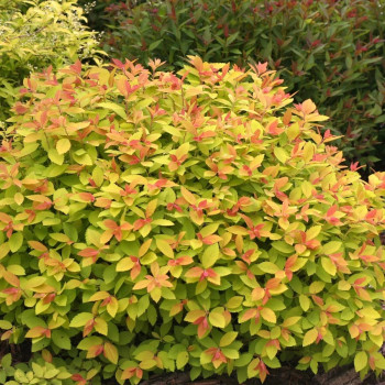 Спирея японская "Goldflame"