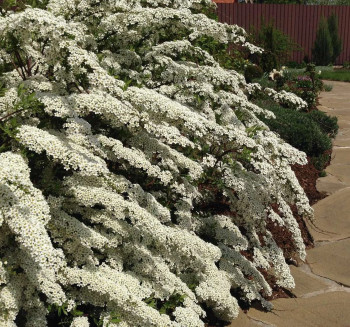 Спирея серая "Grefsheim"