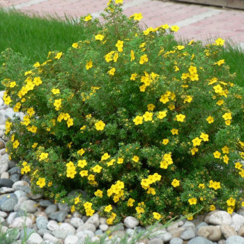 Лапчатка кустарниковая "Goldfinger"