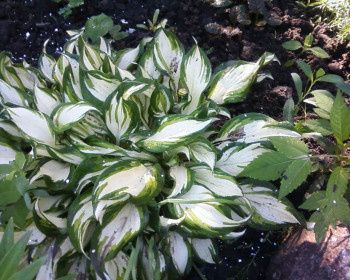 Хоста (Hosta)
