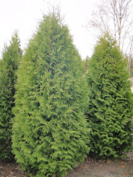 Туя западная «Пирамидалис Компакта» (Thuja occidentalis 'Pyramidalis Compacta')