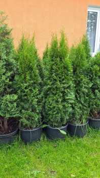 Туя западная "Smaragd"