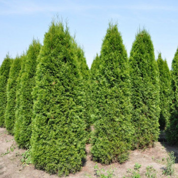 Туя западная «Колумна» (Thuja occidentalis 'Columna')