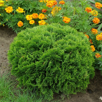 Туя западная "Danica"