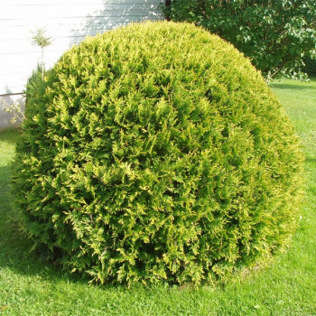 Туя "Golden Globe"