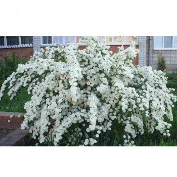 Спирея Вангутта