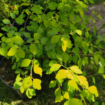 Спирея Вангутта «Голд Фонтейн» (Spiraea × vanhouttei 'Gold Fountain')