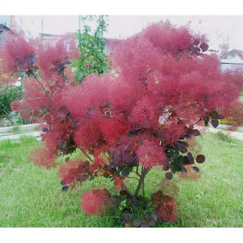 Скумпия кожевенная "Royal Purple"