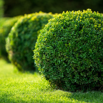 Самшит вечнозелёный (Buxus sempervirens)