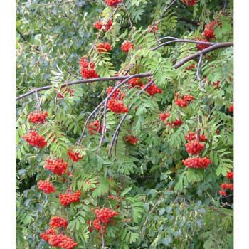 Рябина обыкновенная