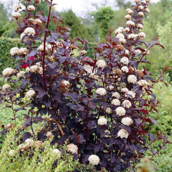 Пузыреплодник калинолистный "Lady in Red"