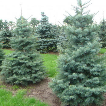 Пихта одноцветная