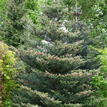 Пихта корейская